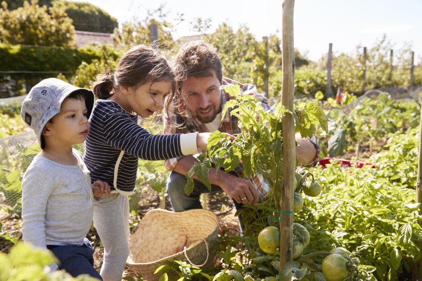 Père Et Ses Enfants Dans Le Potager