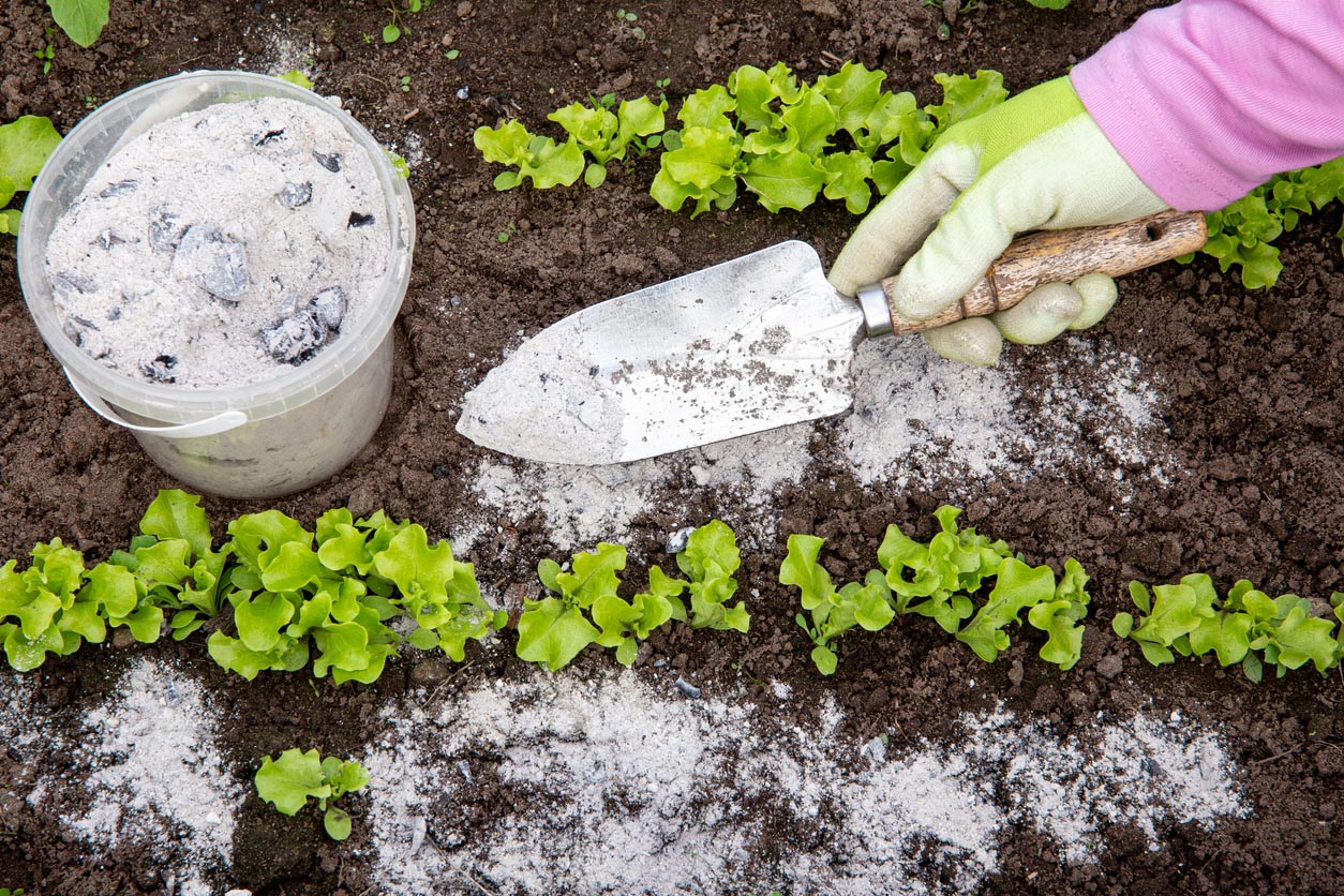 Utilisation de cendres dans le jardin