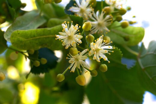 fleurs de tilleul