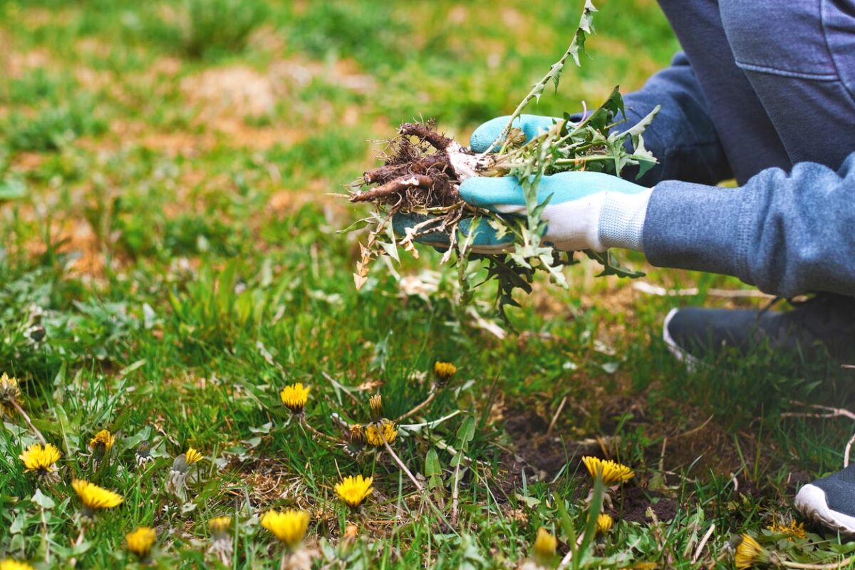 désherbage du jardin