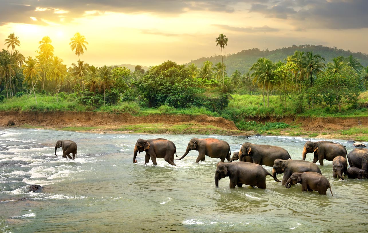 Éléphants au Sri Lanka