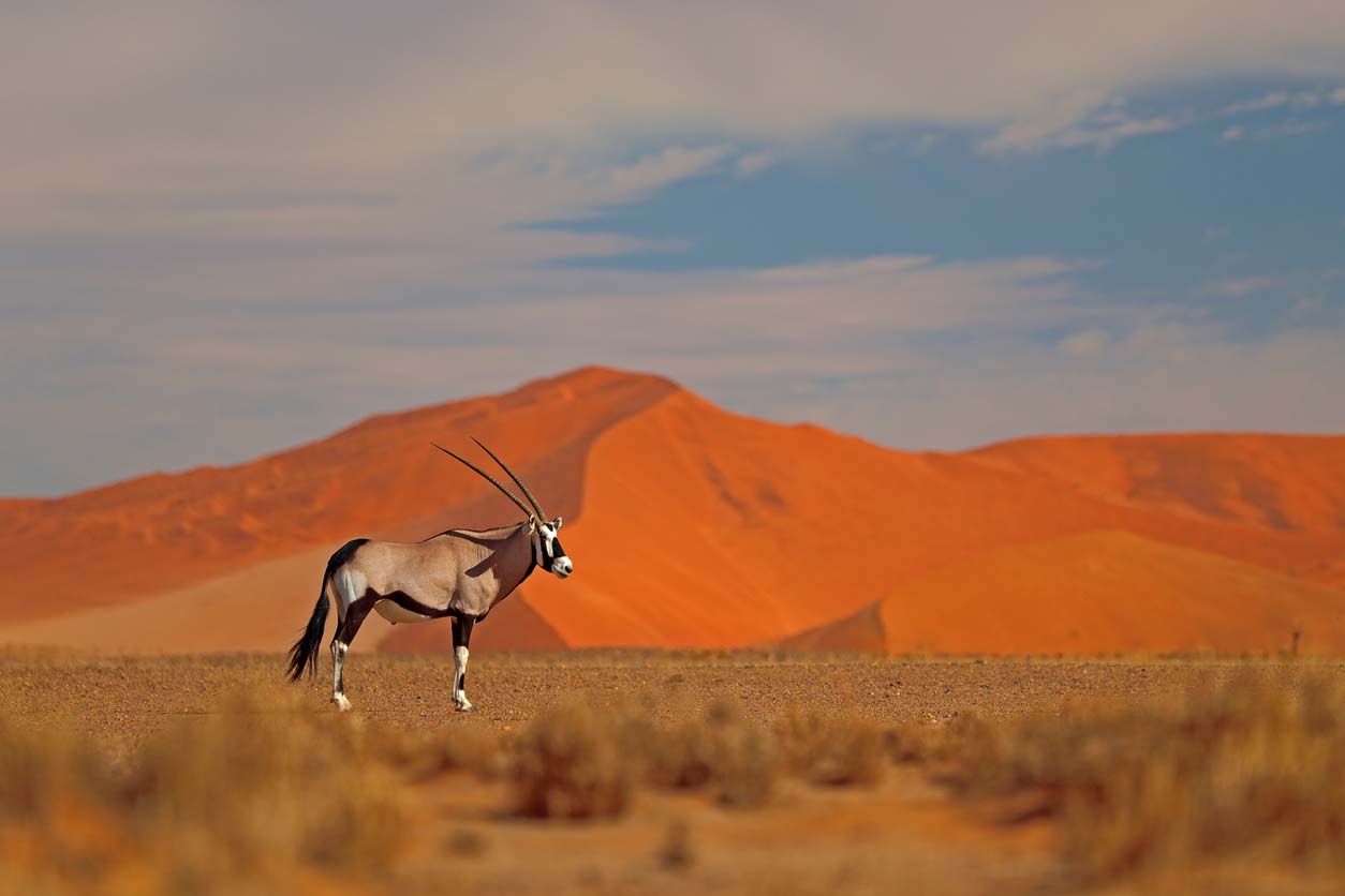 Désert de Namibie avec Oryx Gazelle