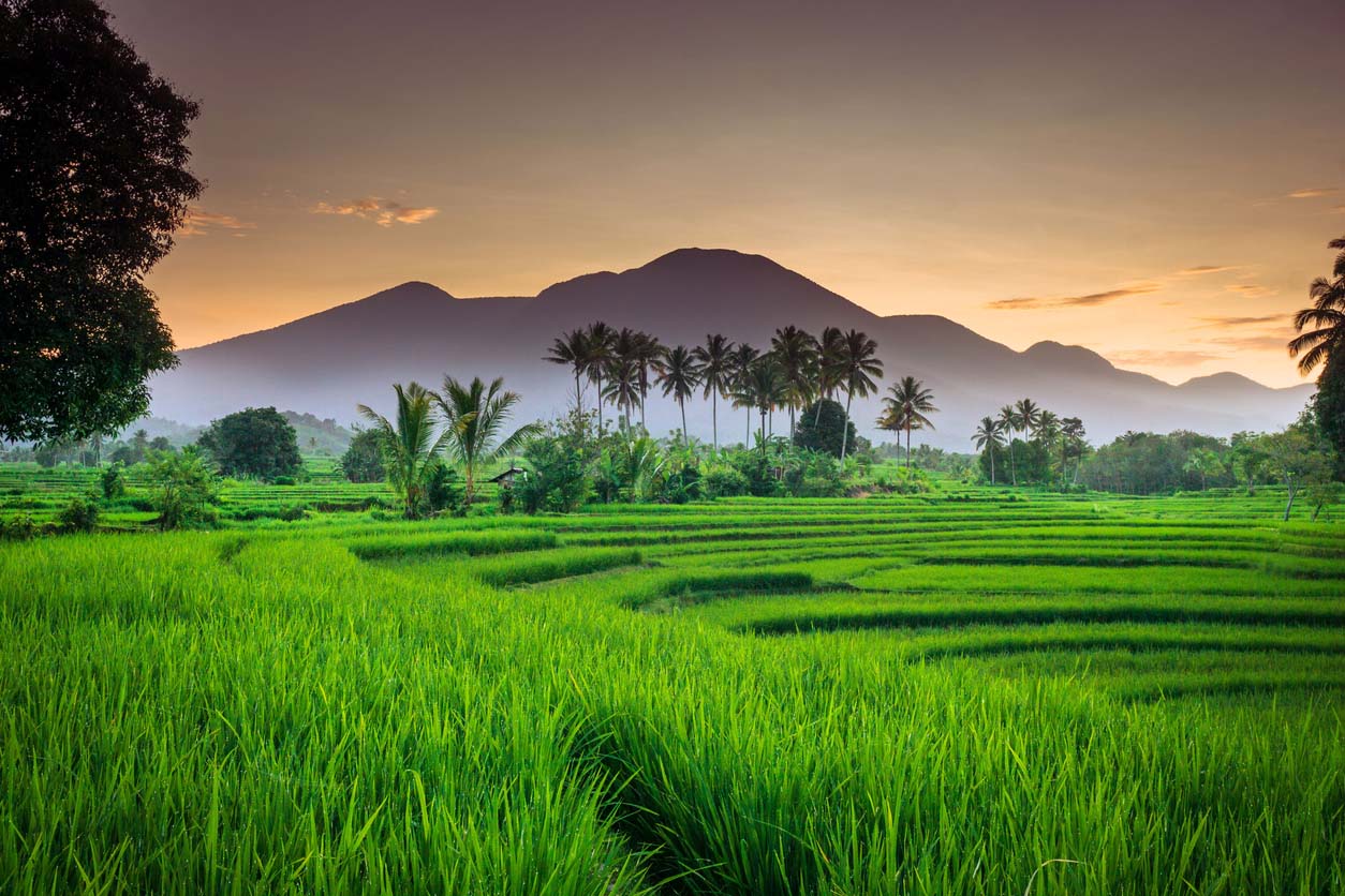 les rizières à Bali