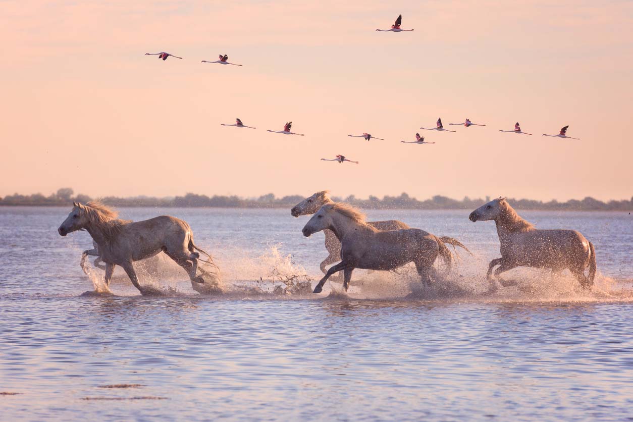 chevaux et flamds rose de Camargue